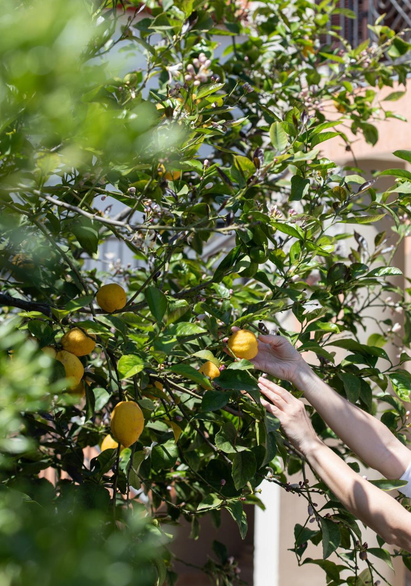 Rodi Houses Sykia Chalkidikis Bagian luar foto
